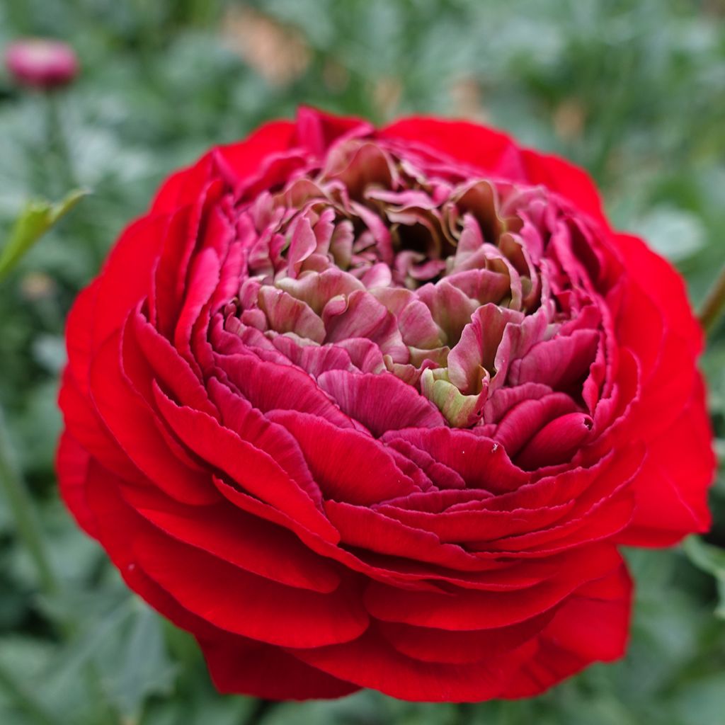 Ranúnculo Romance Odon - Ranunculus asiaticus