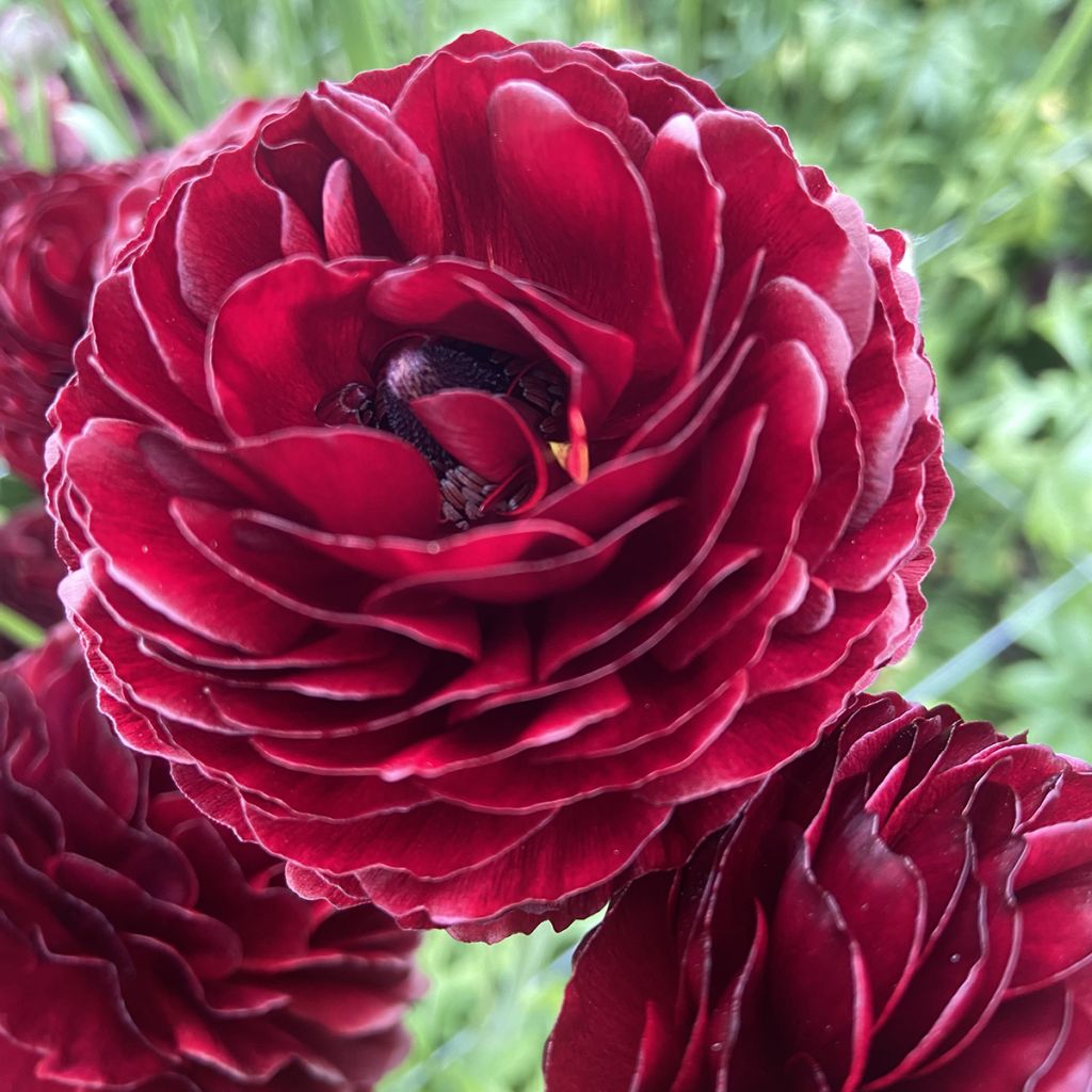 Ranúnculo Romance Perigord - Ranunculus asiaticus