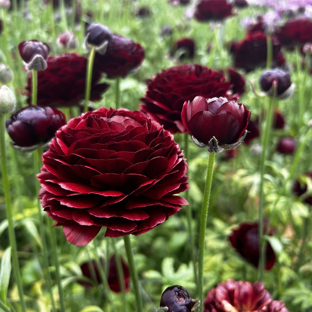 Ranúnculo Romance Perigord - Ranunculus asiaticus