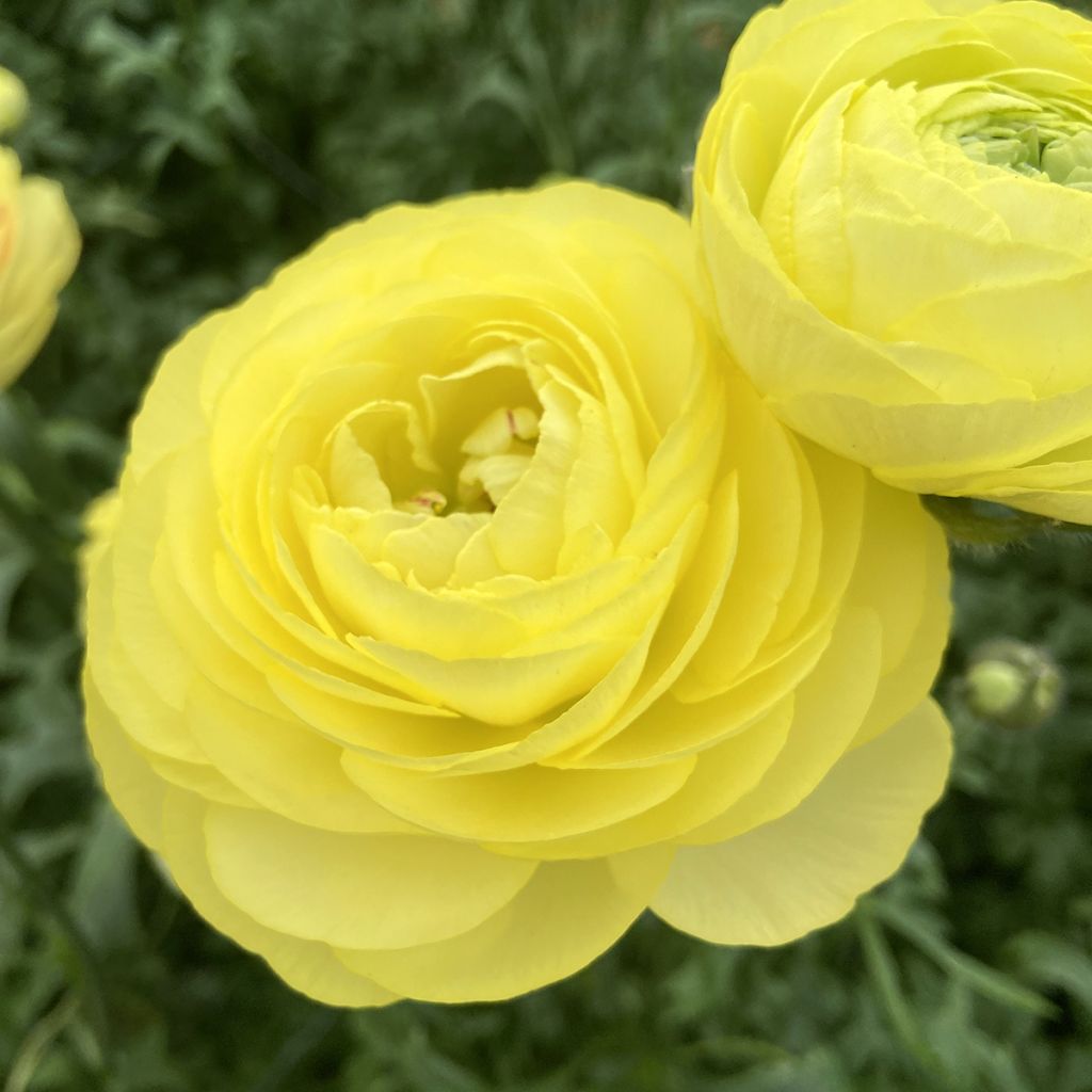 Ranúnculo Romance Quimper - Ranunculus asiaticus