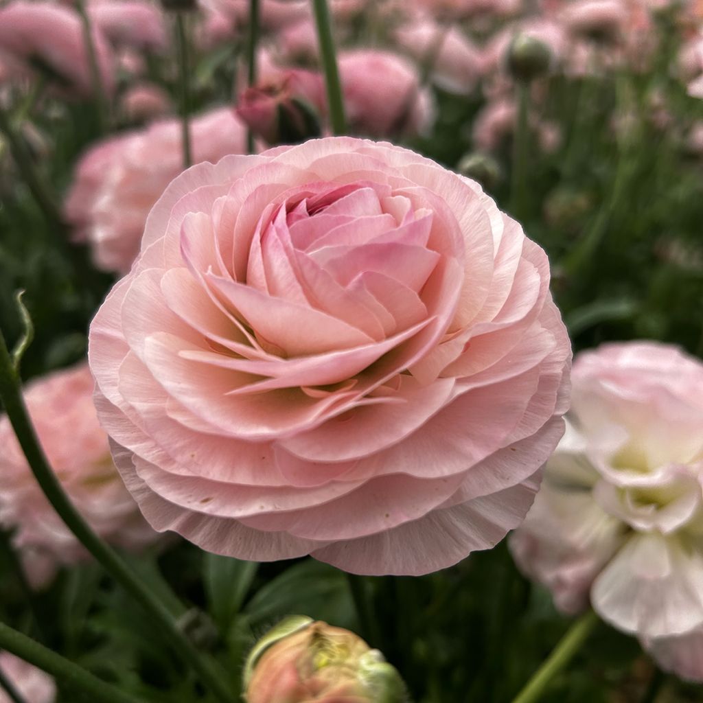 Ranúnculo Romance Seine - Ranunculus asiaticus