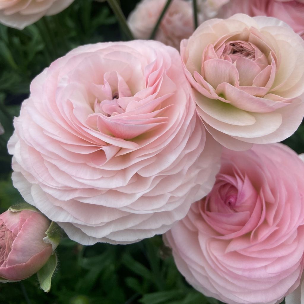 Ranúnculo Romance Seine - Ranunculus asiaticus