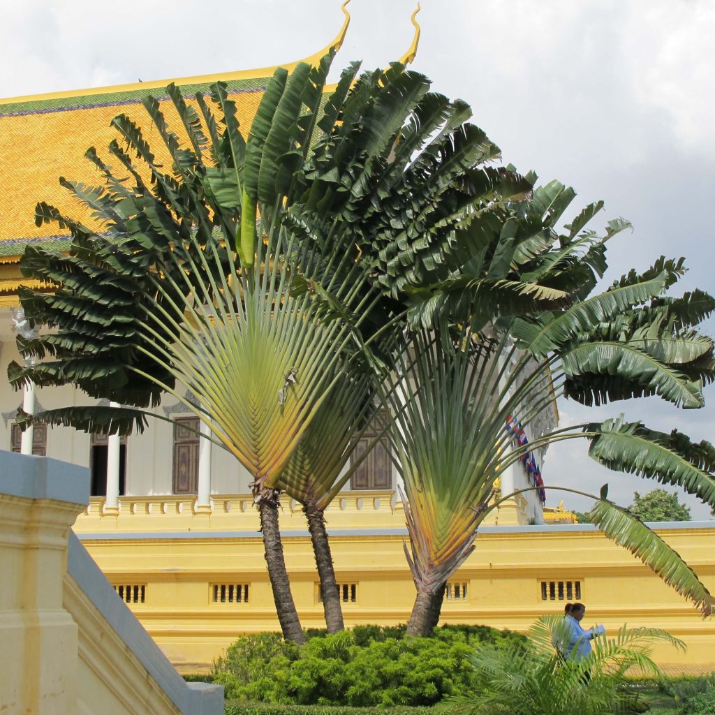 Ravenala madagascariensis - Arbre du voyageur