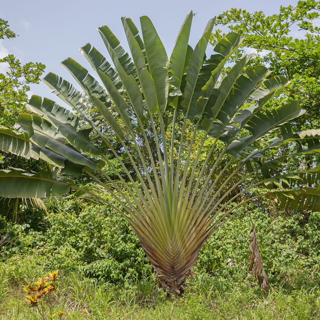 Ravenala madagascarensis em sementes