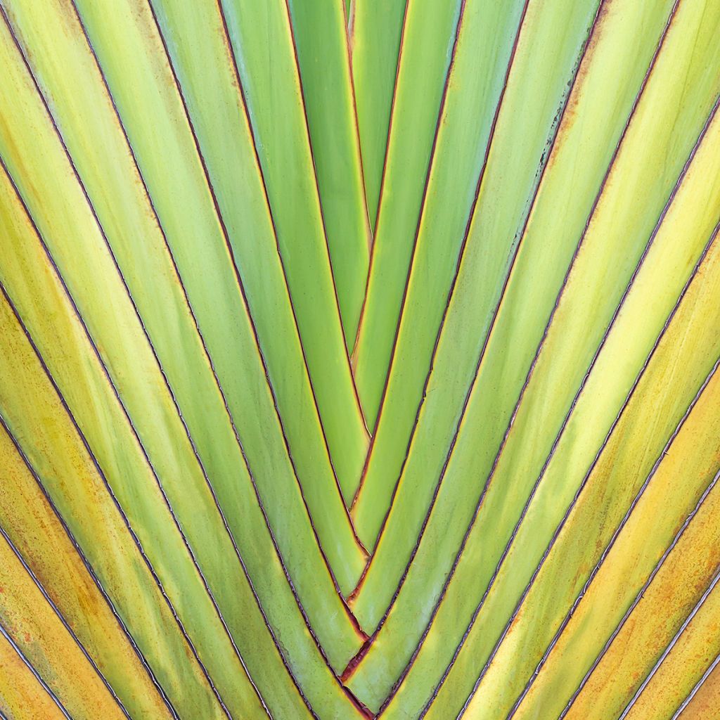 Ravenala madagascarensis em sementes
