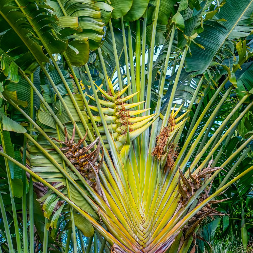 Ravenala madagascarensis em sementes