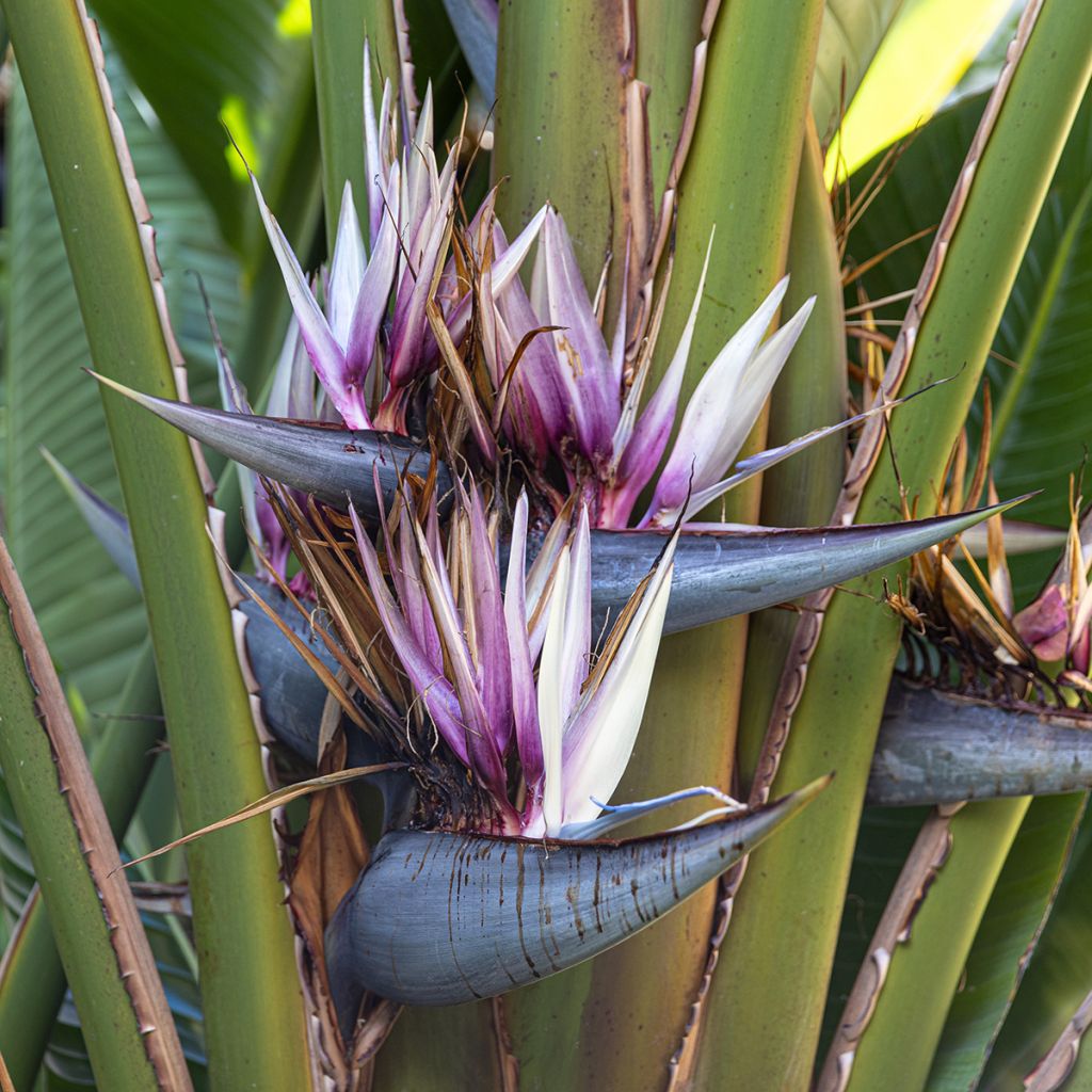Ravenala madagascarensis em sementes
