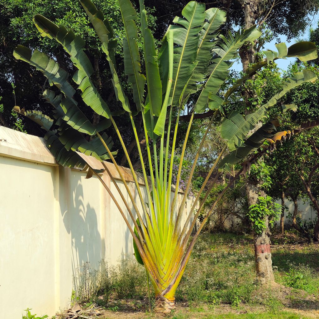 Ravenala madagascarensis em sementes