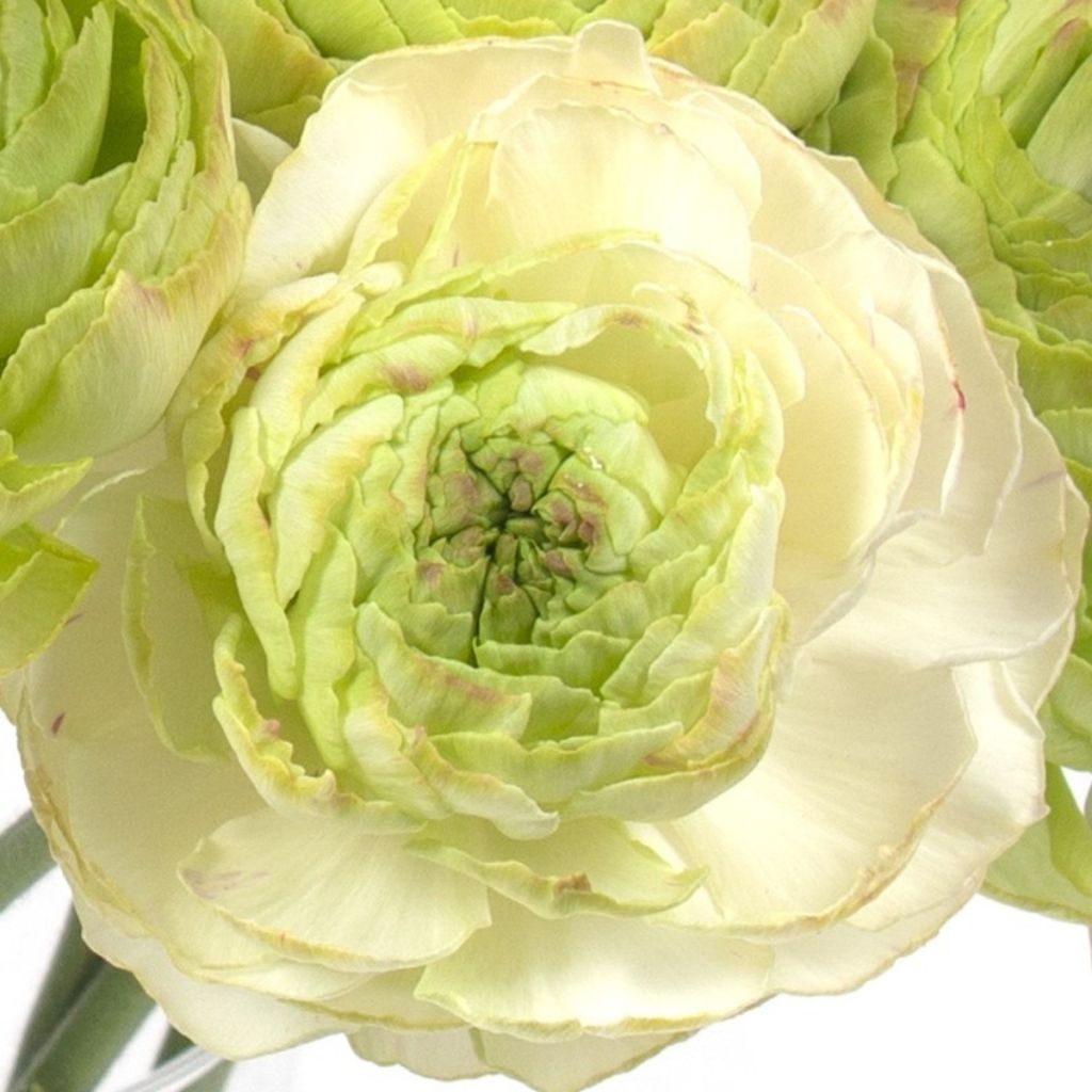 Ranúnculo Supreme Light Green - Ranunculus asiaticus