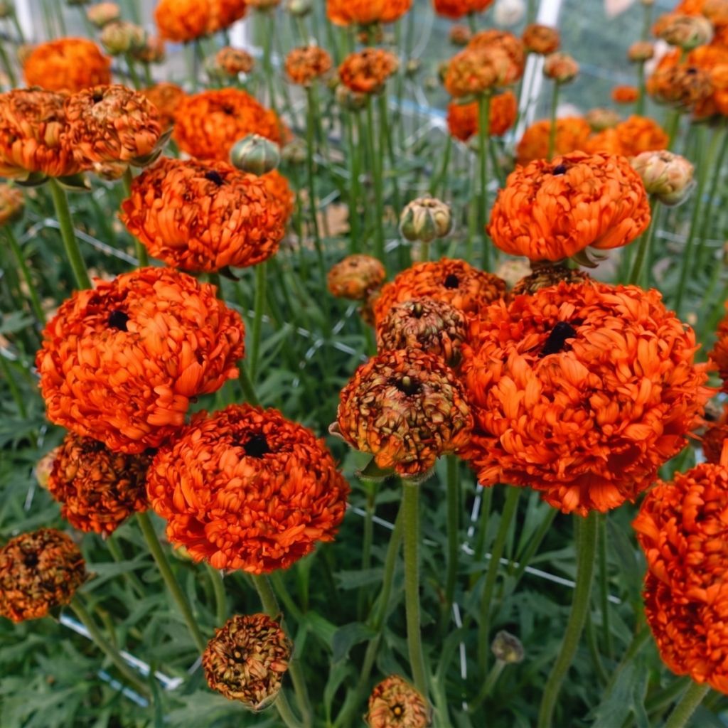 Ranúnculo Poodle Mudassar - Ranunculus asiaticus