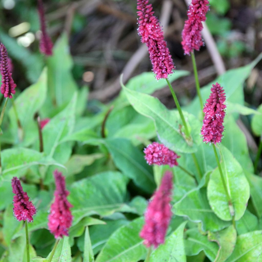 Persicaria amplexicaulis Blackfield