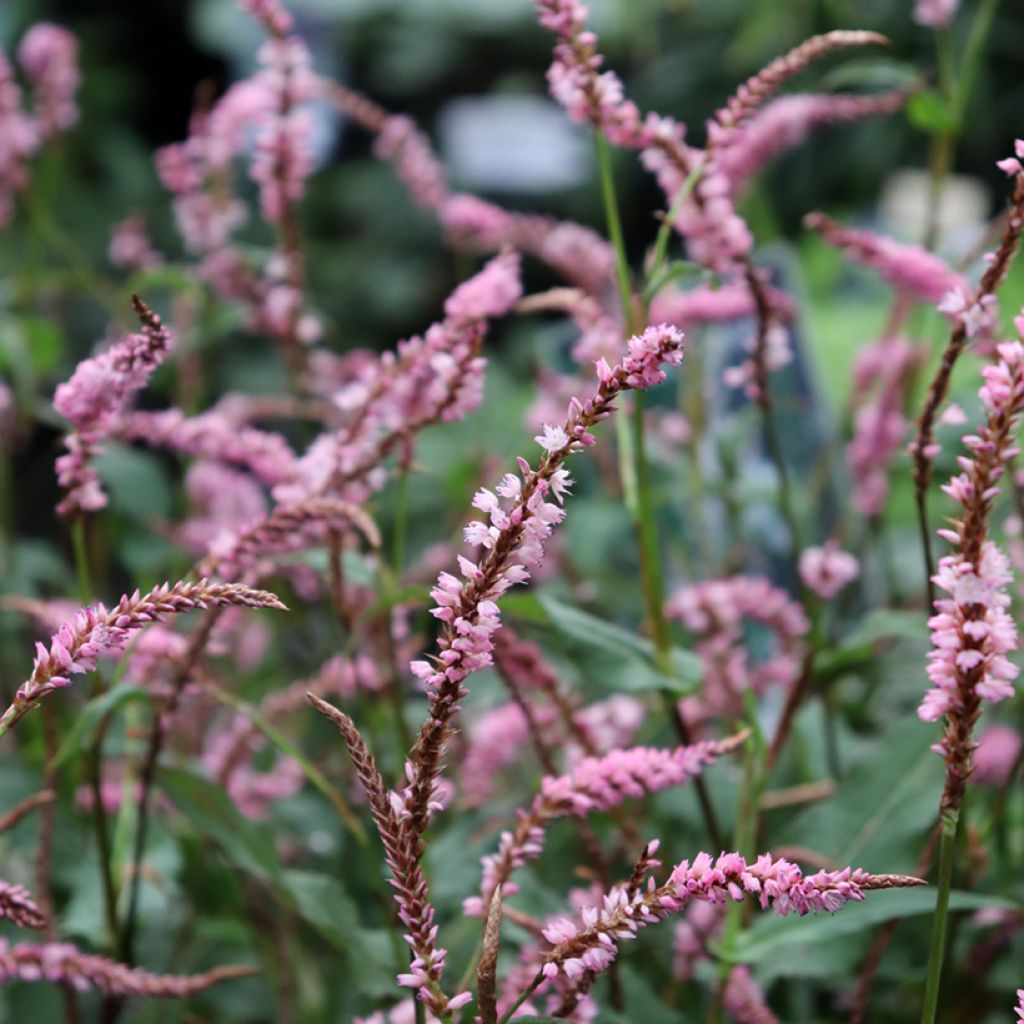 Persicaria amplexicaulis Pink Elephant