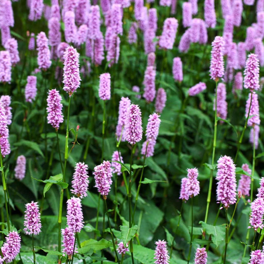 Persicaria bistorta Superba