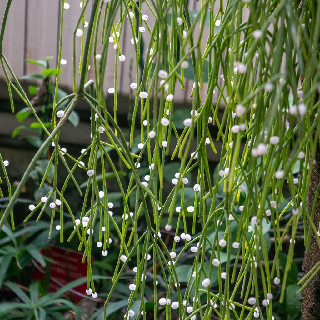 Rhipsalis baccifera