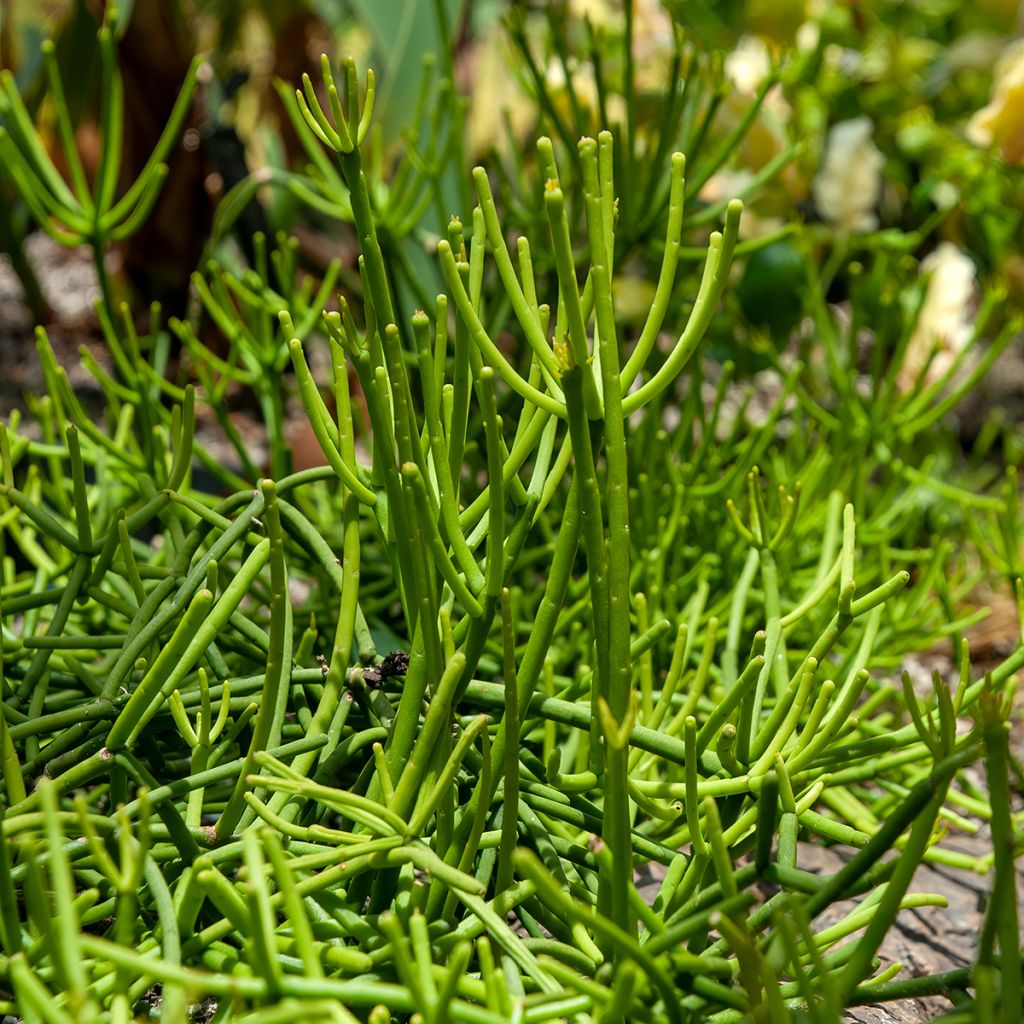 Rhipsalis baccifera