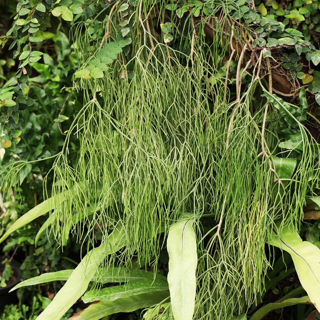 Rhipsalis baccifera