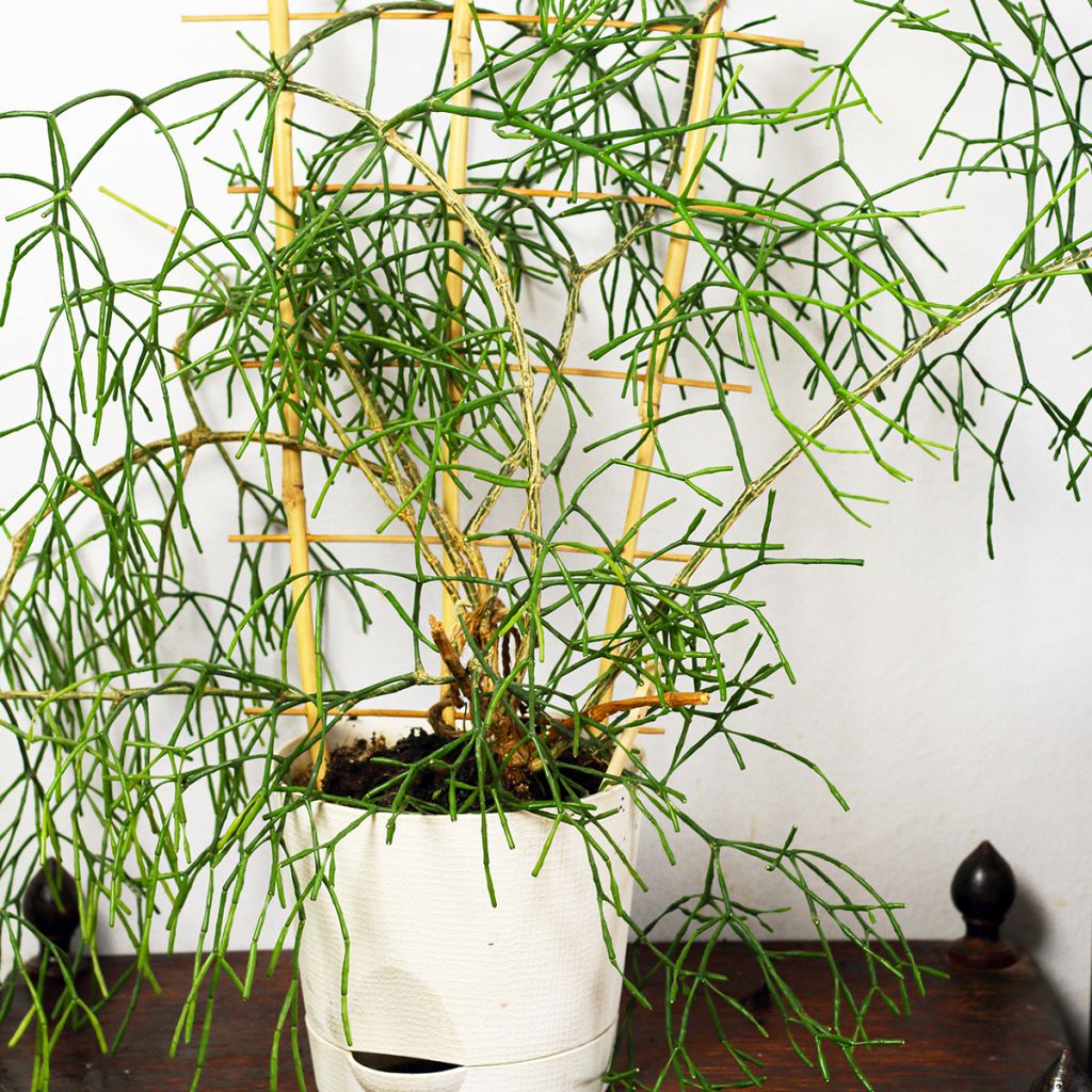 Rhipsalis burchellii