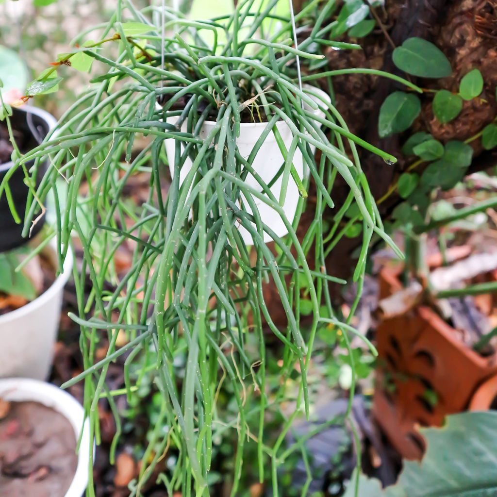 Rhipsalis cereuscula