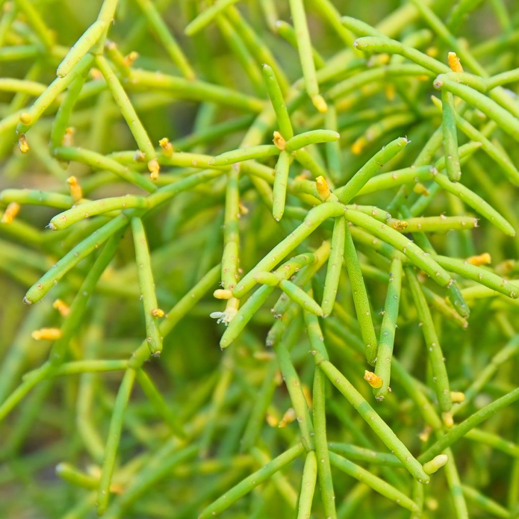 Rhipsalis cereuscula