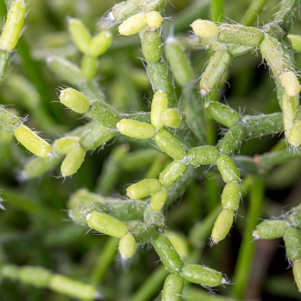 Rhipsalis cereuscula