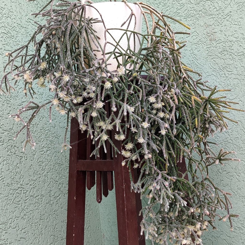 Rhipsalis cereuscula