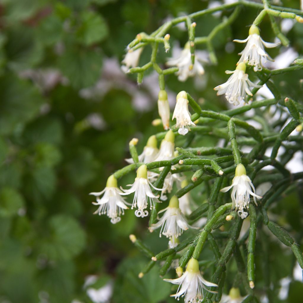 Rhipsalis cereuscula