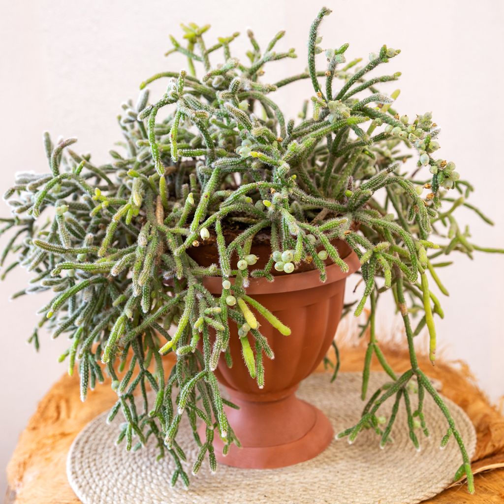 <em>Rhipsalis horrida</em> - cacto‑visco