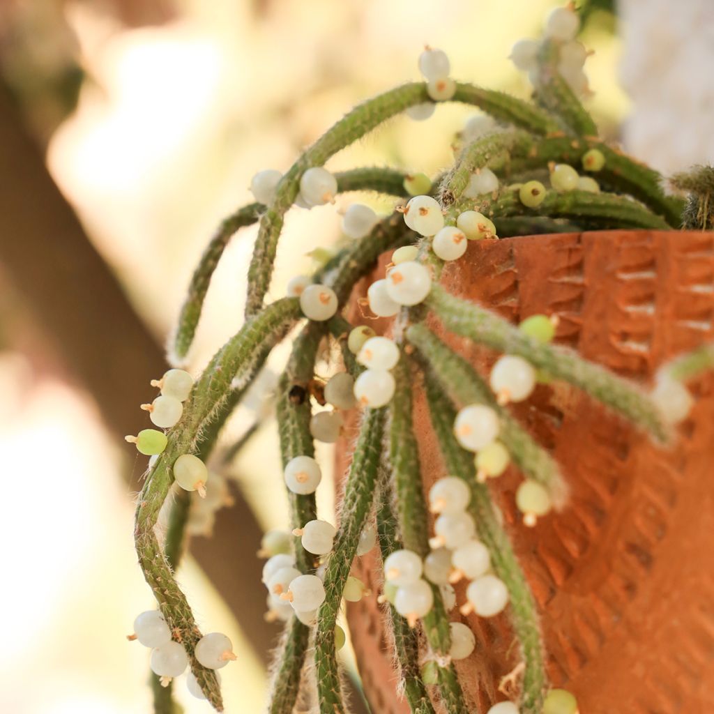 <em>Rhipsalis horrida</em> - cacto‑visco