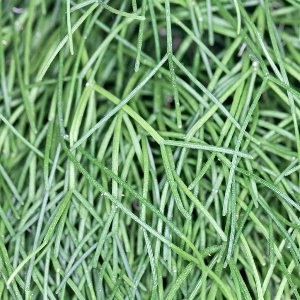 Rhipsalis cassutha - Cactus-gui
