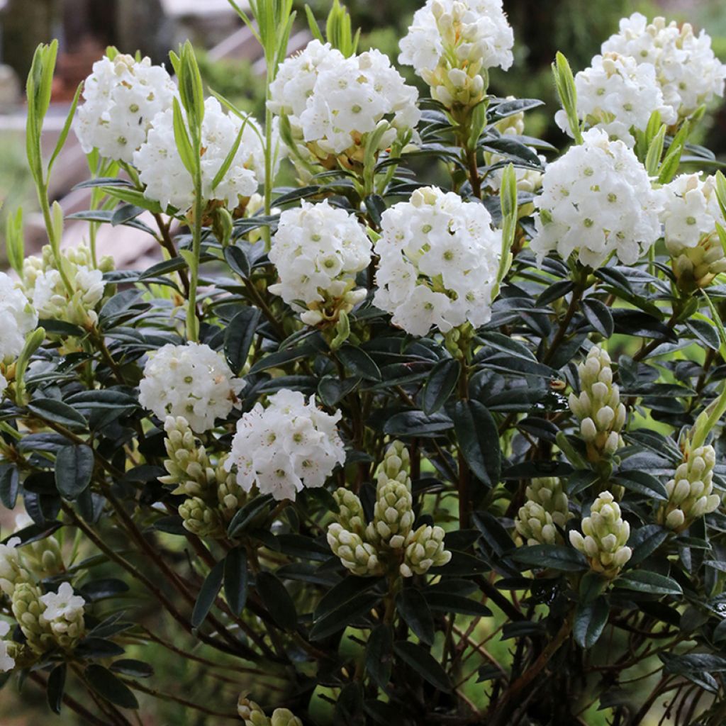 Rhododendron  Artic Tern - Rododendro Anão