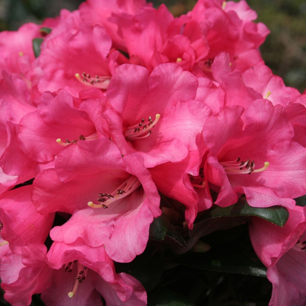 Rhododendron yakushimanum Debbie Dane - Rododendro Anão