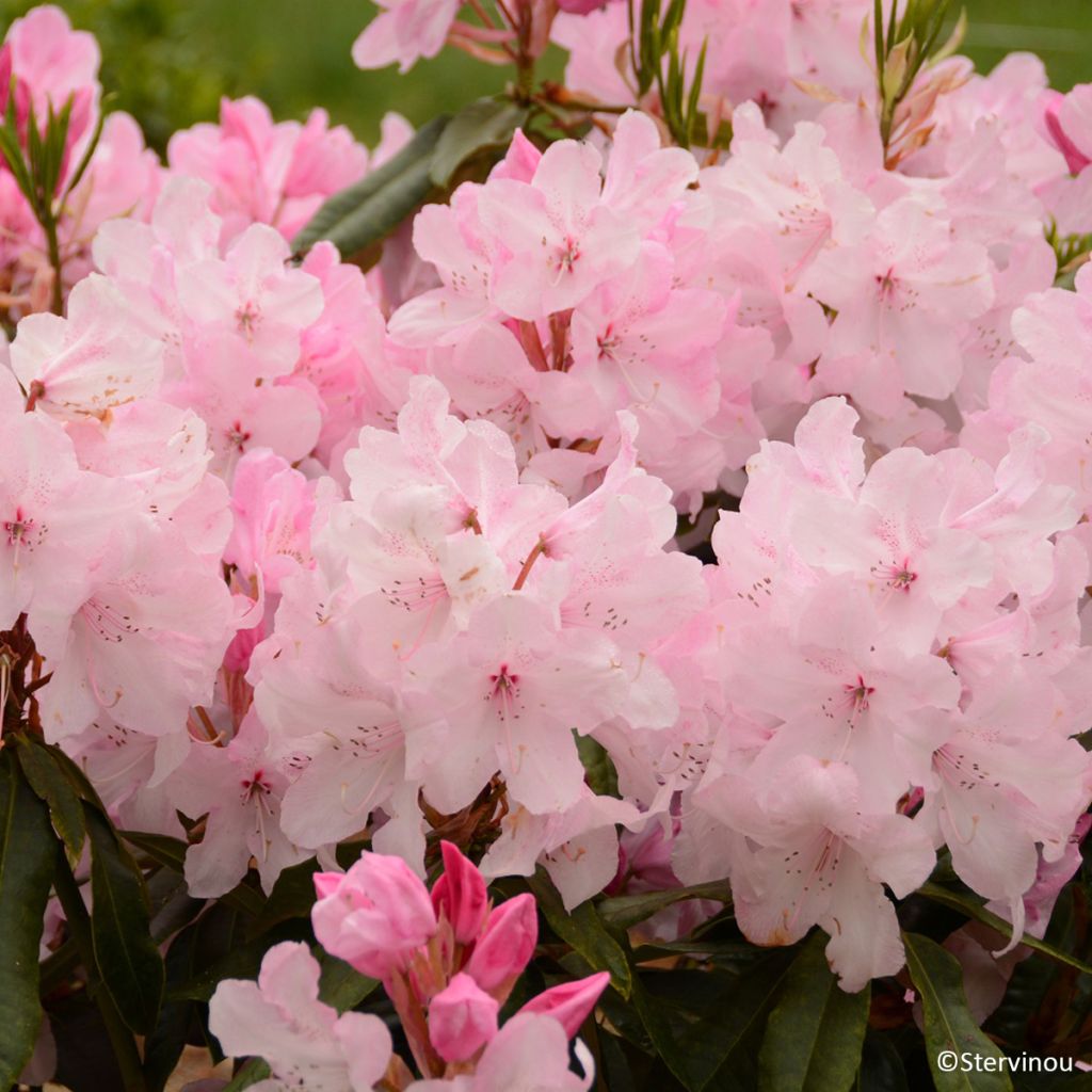 Rhododendron Halopeanum
