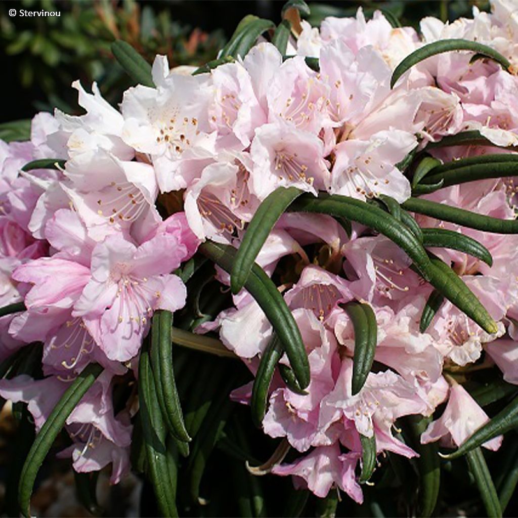 Rhododendron makinoï - Rhododendron nain