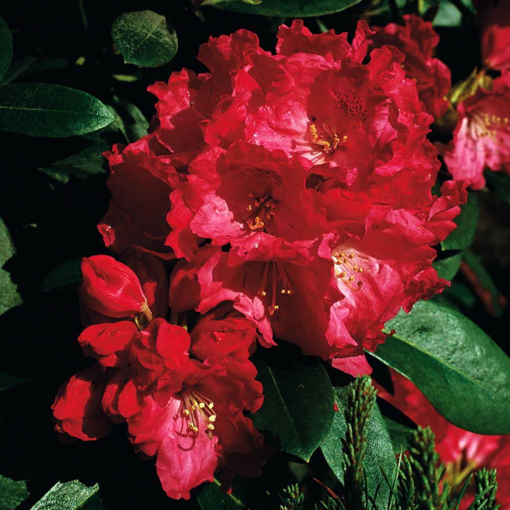 Rhododendron yakushimanum Morgenrot - Rododendro Anão