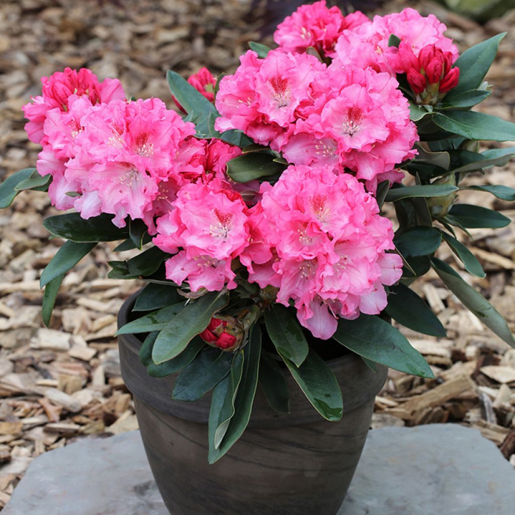 Rhododendron yakushimanum Tina Heinje - Rododendro Anão