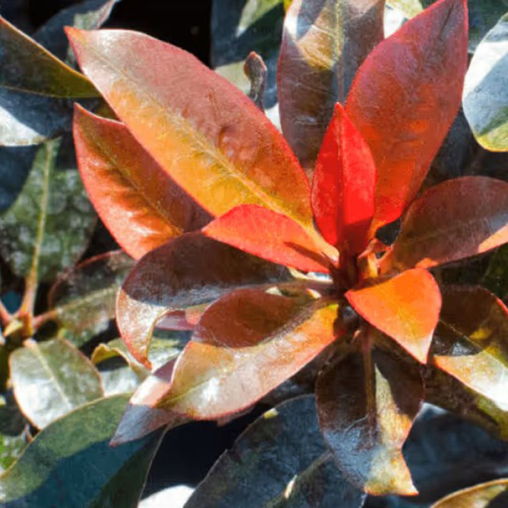 Rhododendron Choco & Pink - Rododendro