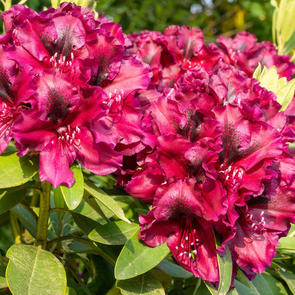 Rhododendron Midnight