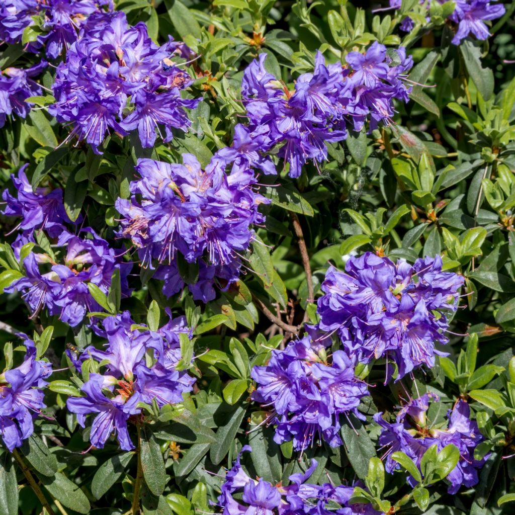 Rhododendron impeditum Select - Rododendro Anão