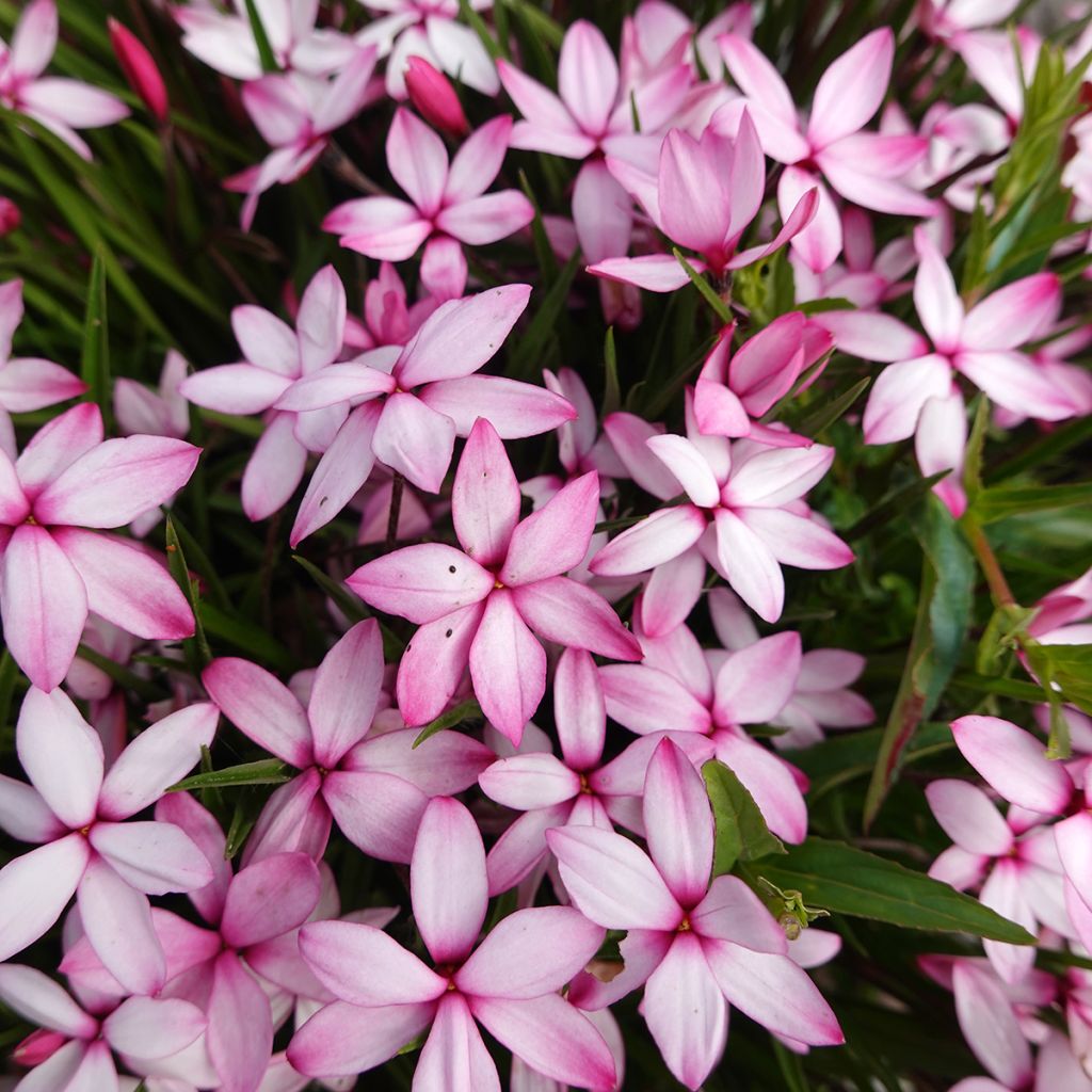 <i>Rhodoxis</i> 'Abigail'