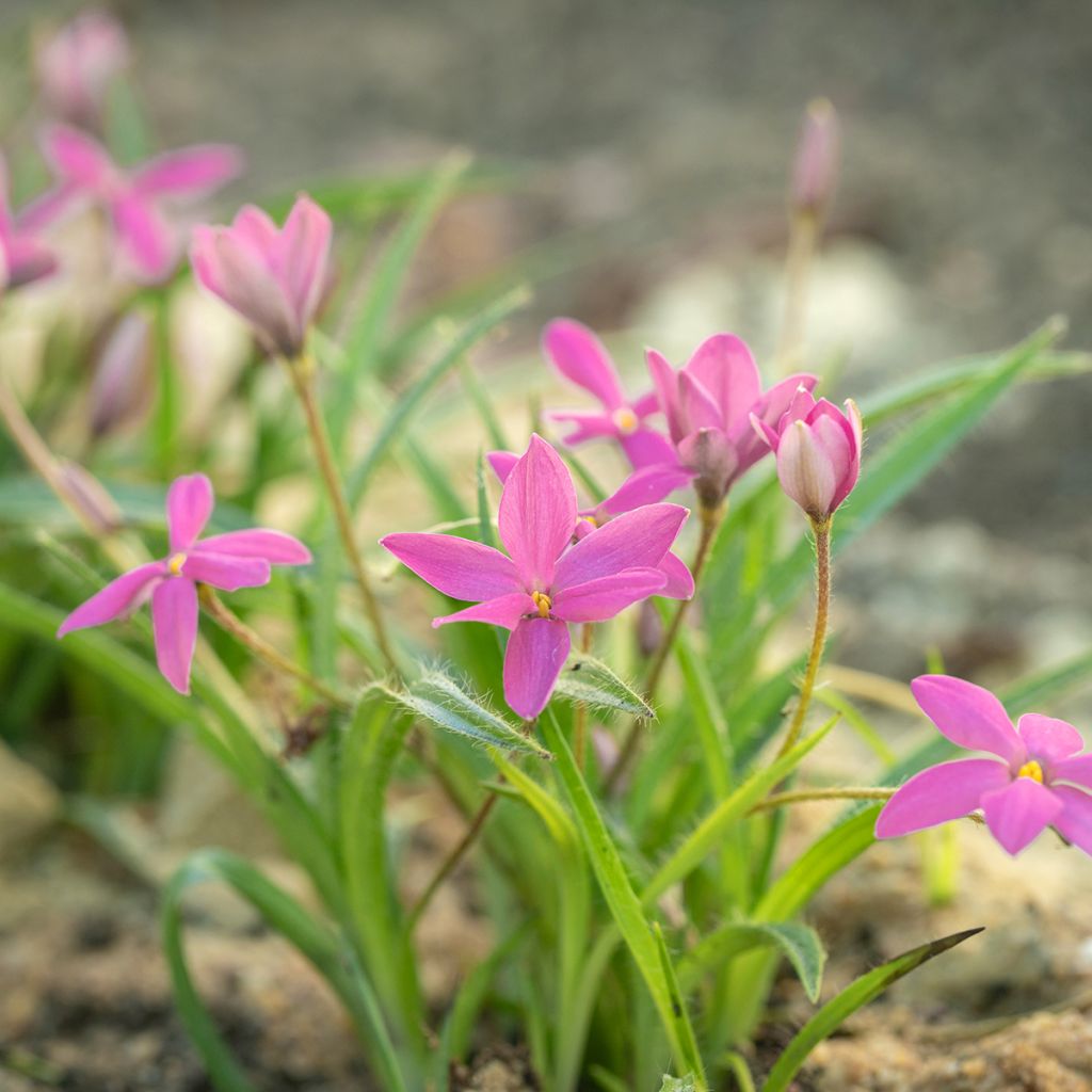 <em>Rhodoxis</em> 'Hebron Farm Rose'