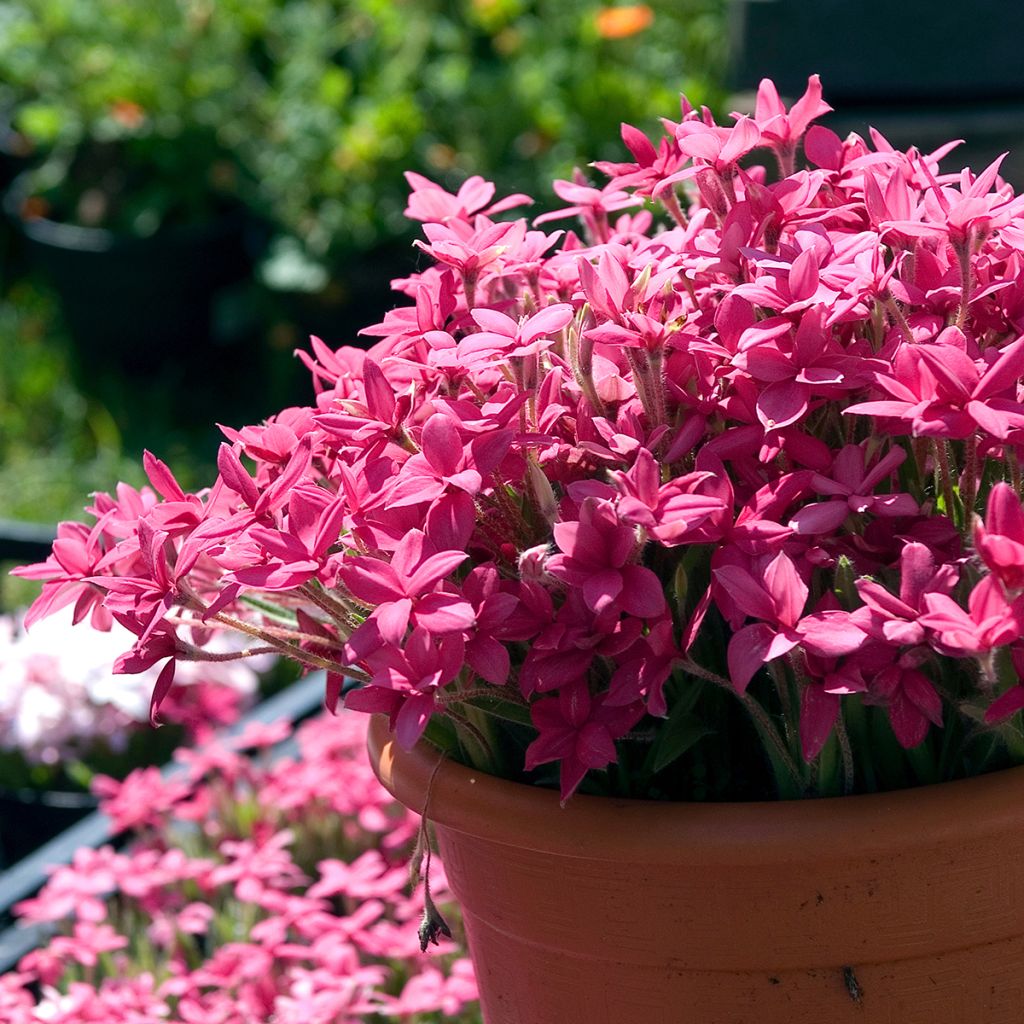 Rhodoxis 'Red Alert'