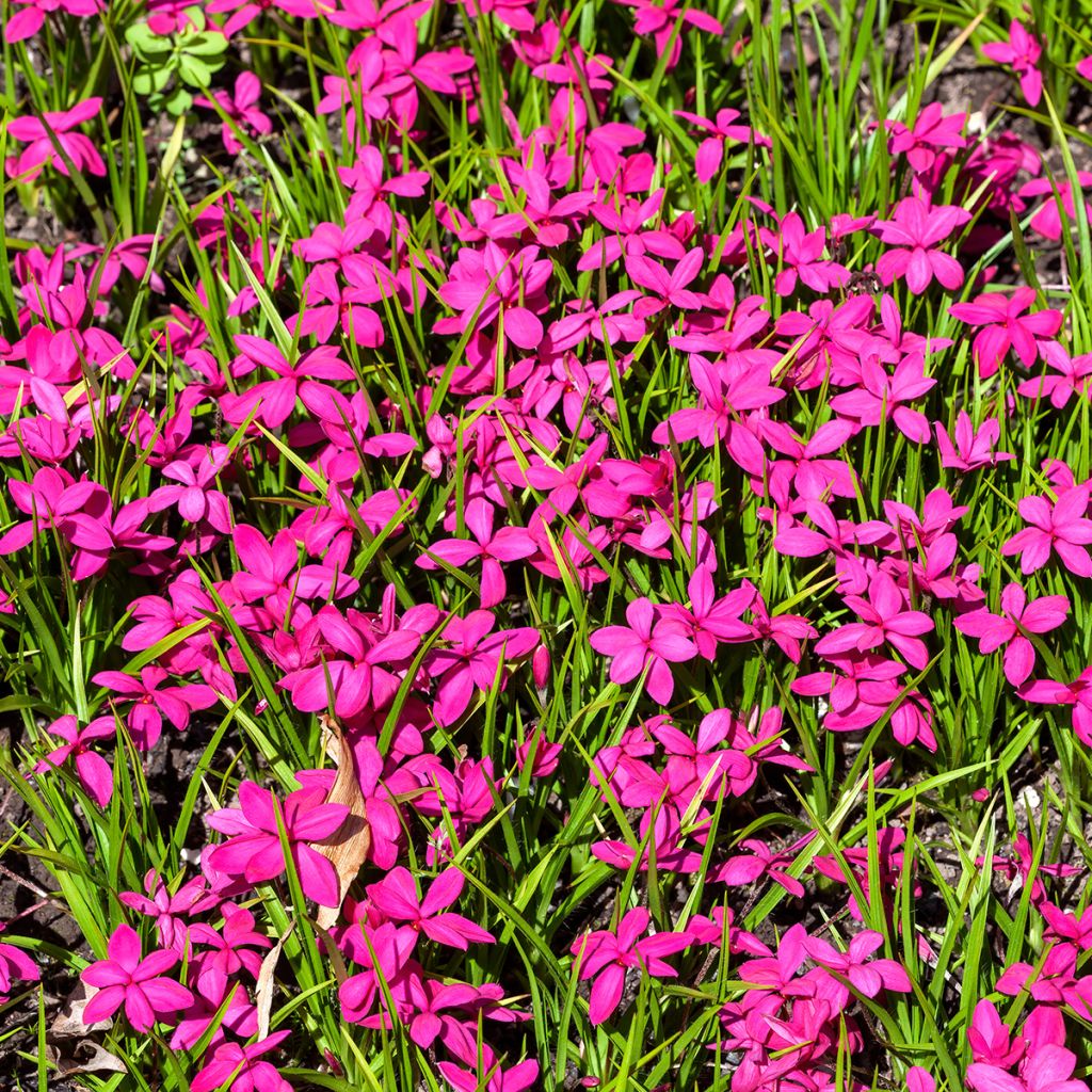 Rhodoxis 'Red Alert'
