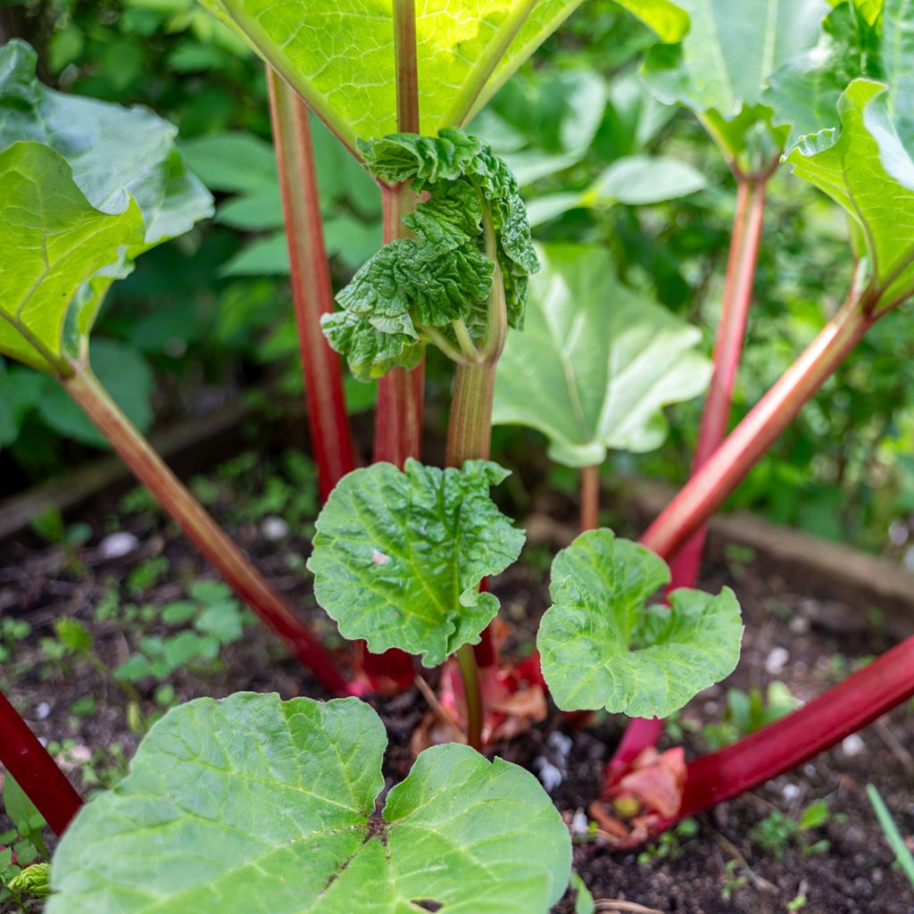 Ruibarbo Early Champagne