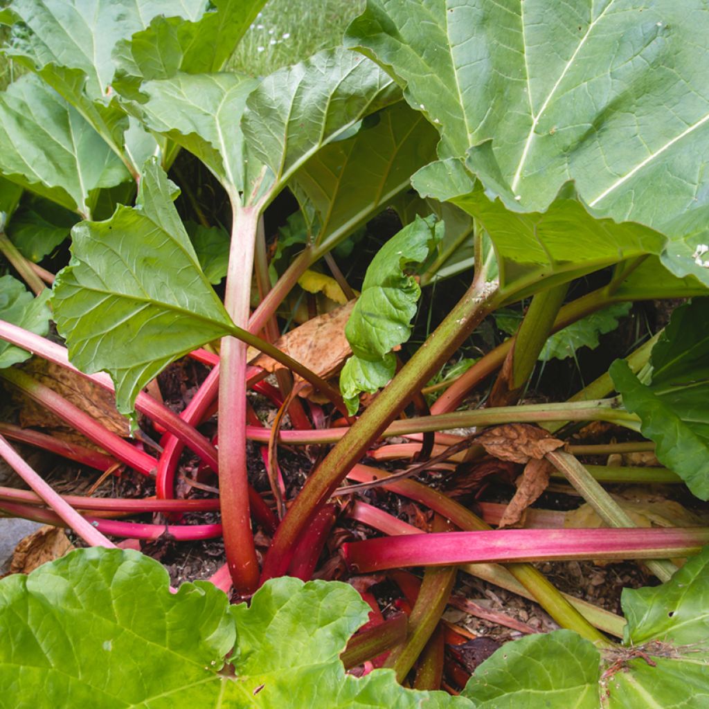 Ruibarbo Vermelho Paragon