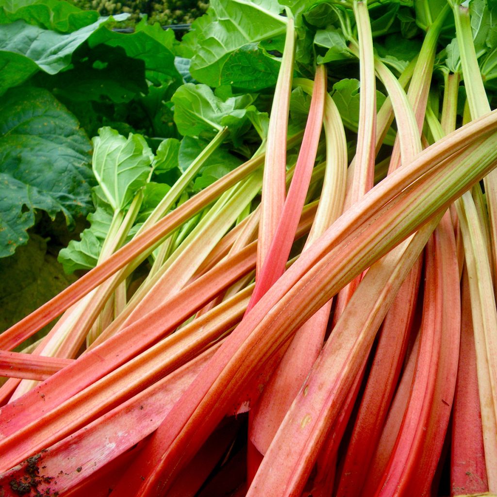 Ruibarbo Vermelho Paragon