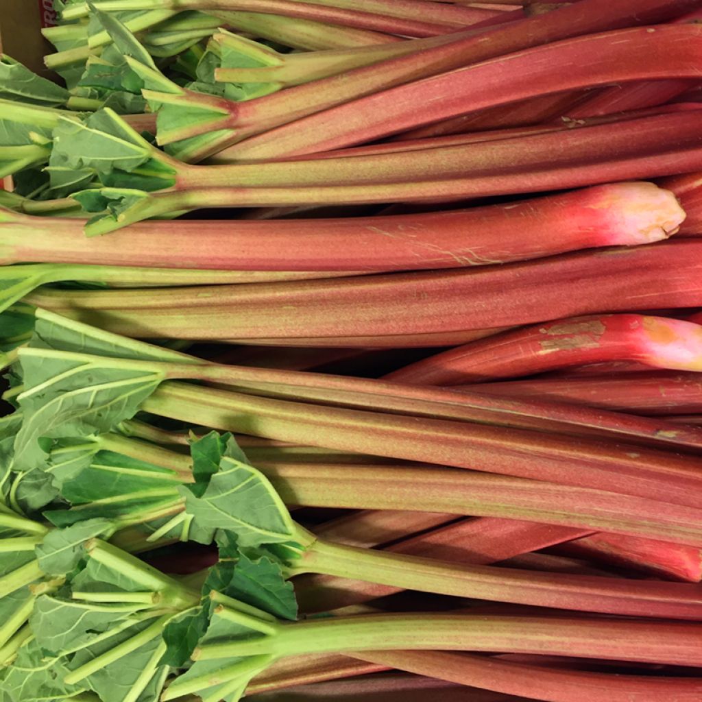 Ruibarbo Bio com Nervuras - Rhubarb des Jardins