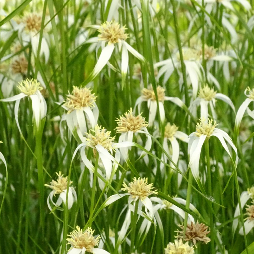 Rhynchospora colorata