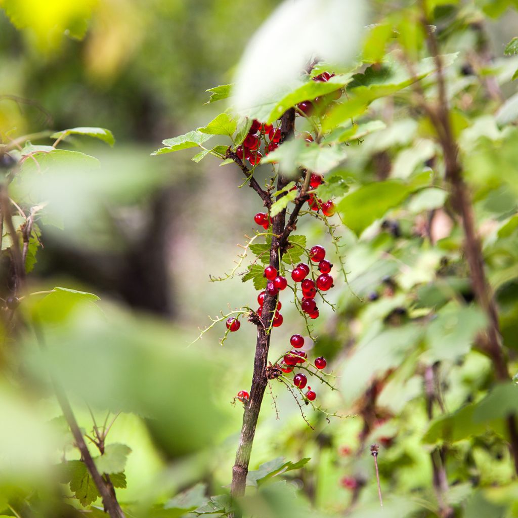 Ribes alpinum - Groselheira-dos-alpes