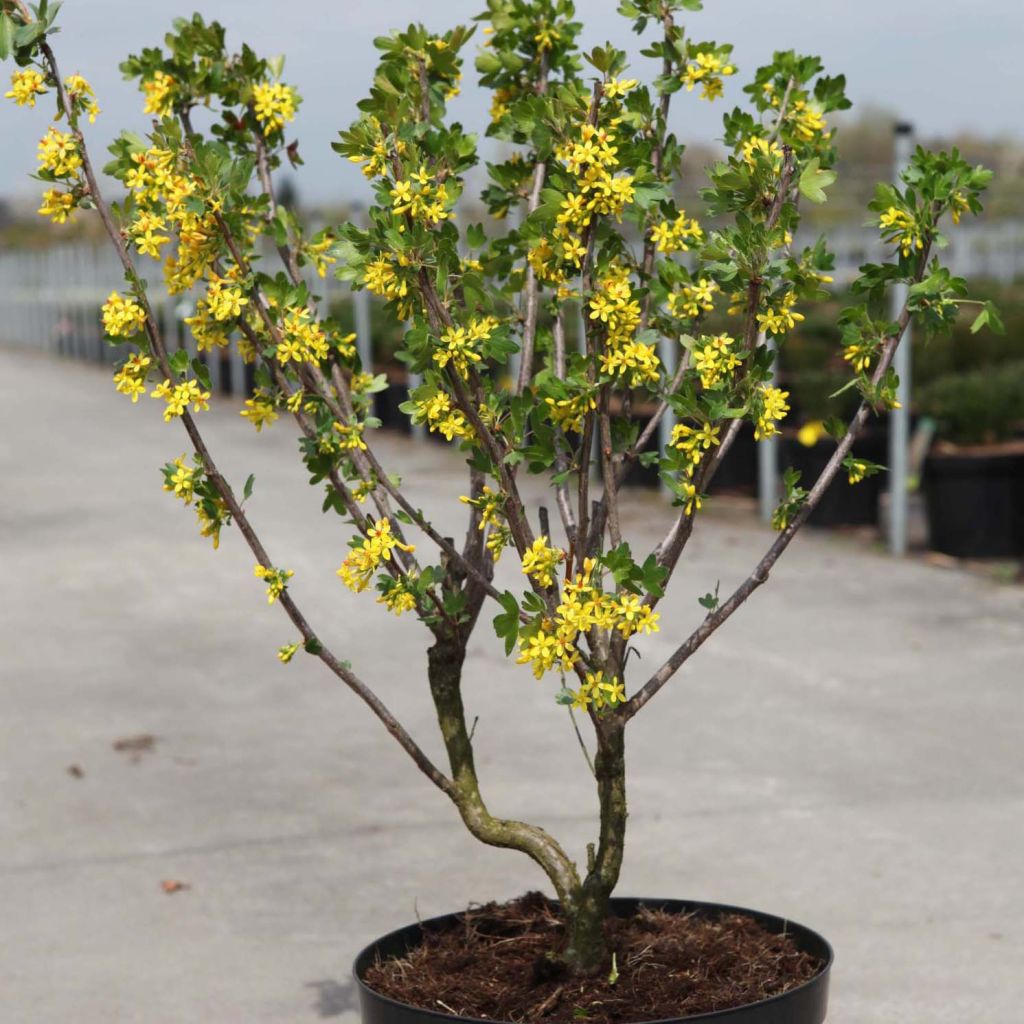 Ribes odoratum - Groselheira-dos-cravos