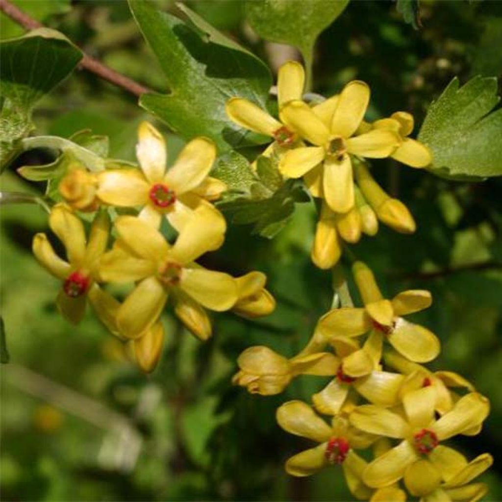 Ribes odoratum - Groselheira-dos-cravos